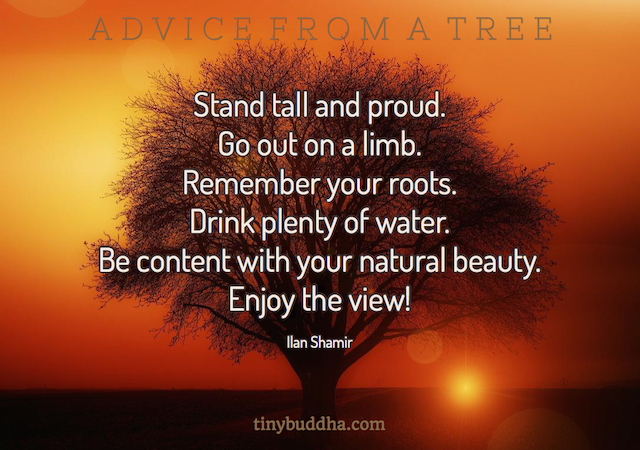 Advice from a Tree